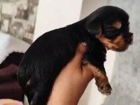 Dişi 25 günlük yorkshire terrier 20 gün sonra teslim