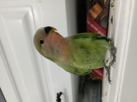 Bebek Sevda papağanı