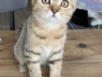3 aylık british dişi kedi