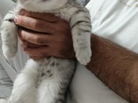 British shorthair yavru 4 aylık