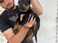 Üst Kalite King Doberman Yavruları