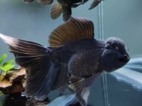 İTHAL ORANDA THAİLAND BABY FACE BLACK ORANDA KALİTELİ