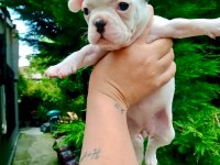 Birbirinden Sevimli Ve Şirin French Bulldog Yavrularımız
