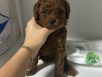 Dark Redbrown Kore Dişi Poodle