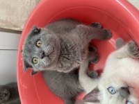 Sağlıklı Uyguna Show Kalite British Shorthair