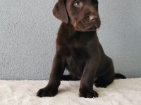 Show Kalite Labrador Retriever Yavrularımız