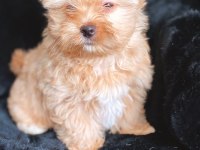 Tea cup exotic yorkshire terrier yavrularımız