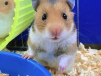 Minik Hamster Dostunu Seç Adresine Gelsin