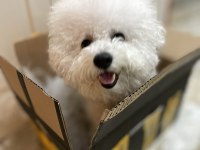Orjinal kar beyaz bichon frise yavrular
