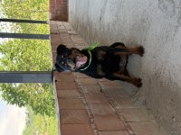 Şecereli Kaliteli Kan Hattı Dişi Rottweiler