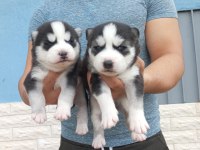 A KALİTE EMSALSİZ SAFKAN HUSKY YAVRULAR