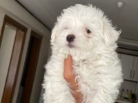 Safkan Terrier