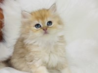 British longhair golden ny11