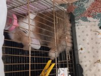 Hollanda Teddy Lop Tavşan