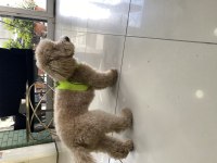 Poodle ayarında maltipoo