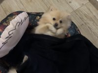 8 aylık pomeranian