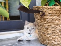 Çok Akıllı Uysal British Shorthair