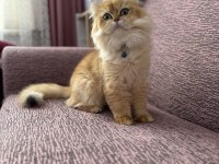 Erkek British Long Kedimiz