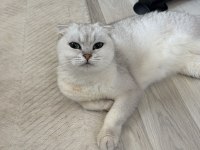 Dişi scottish fold 5 yaşında