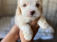 Terrier yavrumuz yeni ailesini arıyor