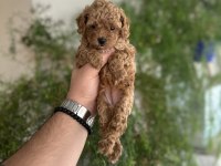 Orjinal aşılı poodle köpekler