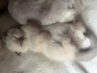 Scottish fold yarım kırık kulak