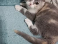 Yavru Scottish fold Mia