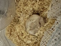 Hamster bebek