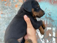 Yavru Doberman yavrularımız
