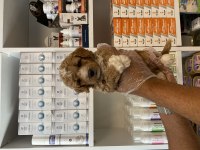 Particolor poodle yavrular yeni evini bekliyor