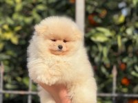 A kalite ırk sağlık garantili pomeranian yavrular