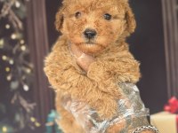 Apricot Maltipoo Yavruları Özel Renk ve Sevimli Görünüm