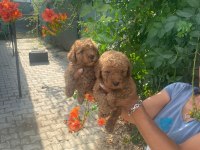 2 aylık toy poodle yavruları