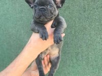 A+ KALİTE BLUE FRENCH BULLDOG YAVRULAR