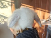 Lop tavşanı yavrusu