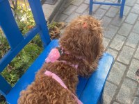Dişi 1 yaşında poodle