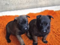 Orjinal belçika kurdu malinois yavrular