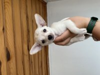 Chihuahua yavrularım