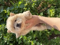 AYI SURAT DİŞİ CHOW CHOW BEBEKLER
