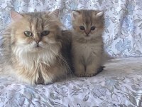 3 AYLIK SAFKAN BRİTİSH LONGHAİR YAVRU