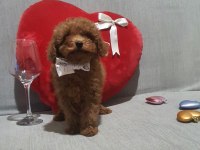 Oyuncak değil gerçek poodle köpekler