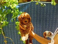 2 aylık maltipoo erkek dişi bebeğimiz