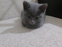 British shorthair 2 aylık dişi