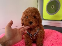 Her Bütçeye Uygun Her Renk Poodle Burada