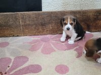Safkan ırk garantili beagle bebekler