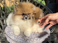 Saf Kan Pomeranian Boo Dişi Party Color