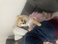 Pomeranian 6 aylık dişi