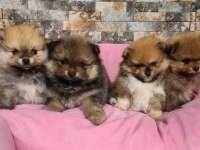 Orjinal birbirinden güzel pomeranian yavrularımız