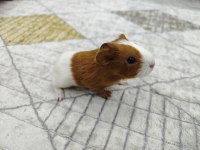 Ginepig Yavrumuz