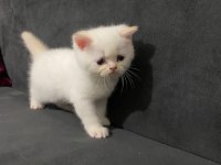 Maviş gözlü british shorthair kızlarım